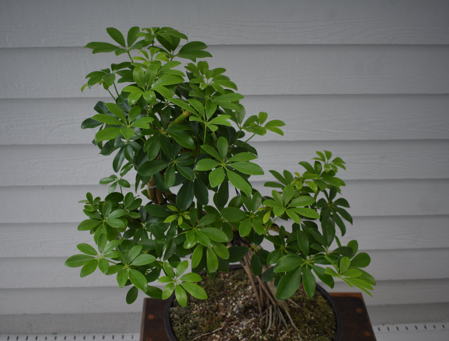 RESERVED | Large Schefflera No.1 - Informal Upright, One-of-a-Kind Bonsai