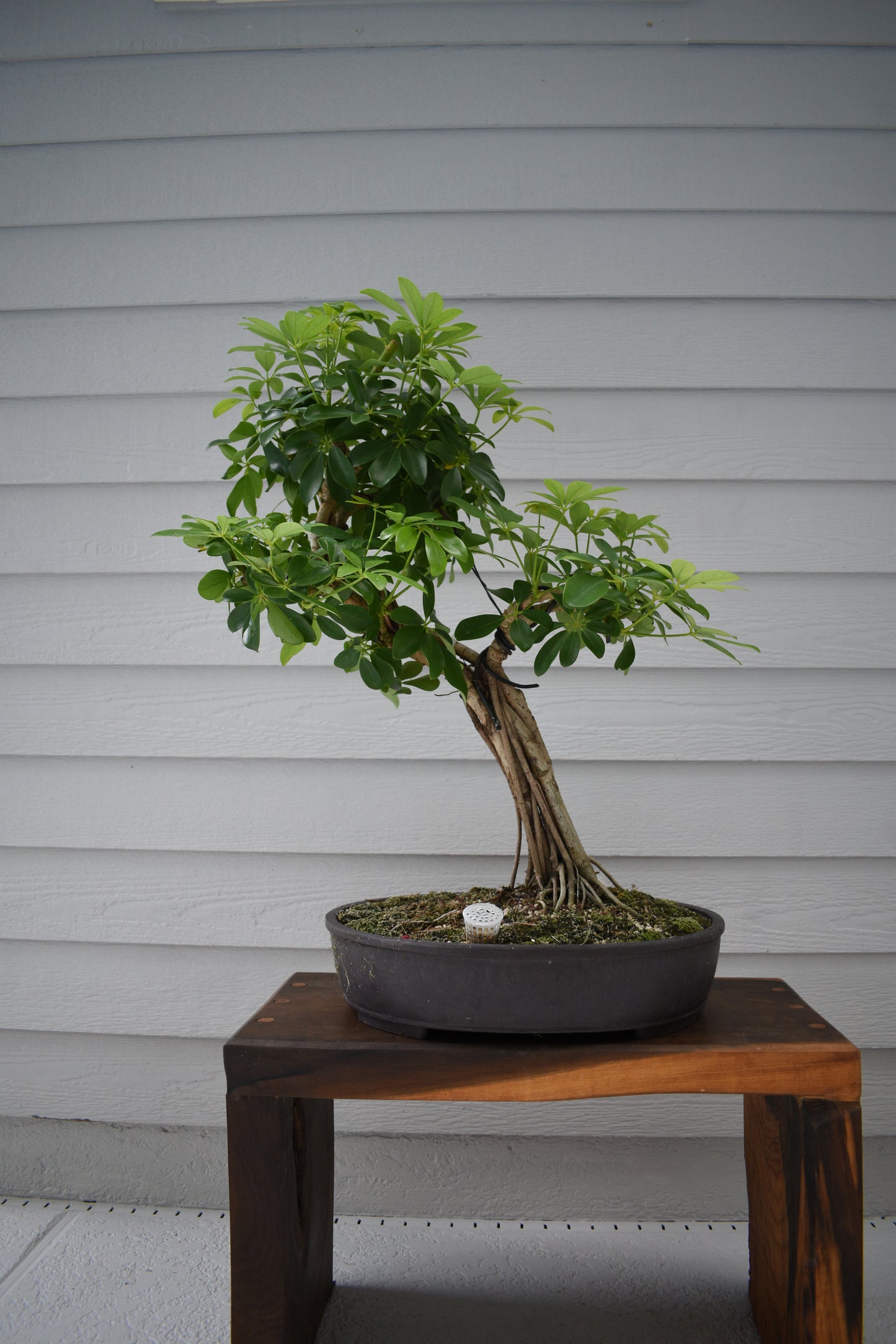 RESERVED | Large Schefflera No.1 - Informal Upright, One-of-a-Kind Bonsai