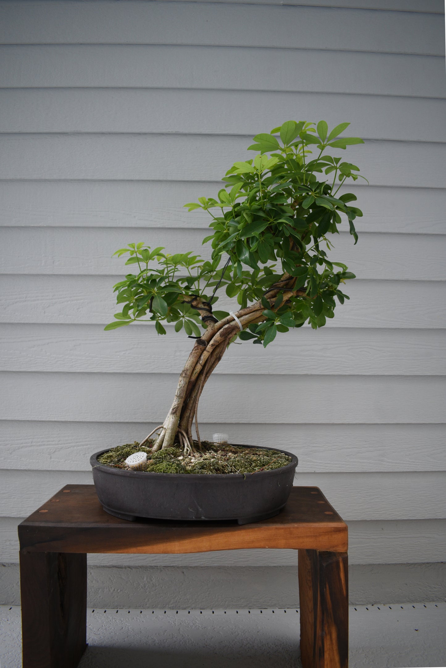 RESERVED | Large Schefflera No.1 - Informal Upright, One-of-a-Kind Bonsai