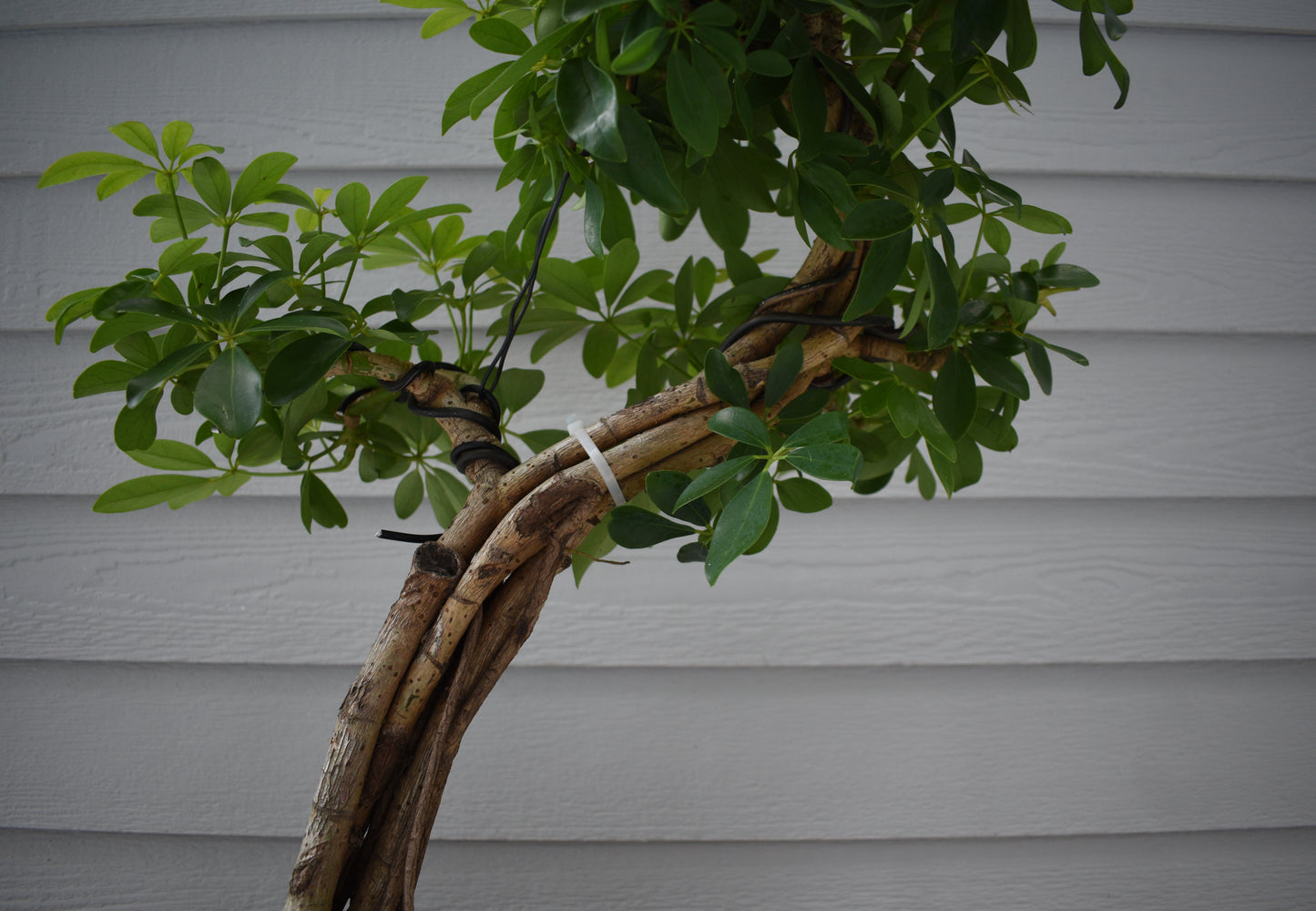 RESERVED | Large Schefflera No.1 - Informal Upright, One-of-a-Kind Bonsai